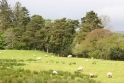 Countryside Ireland 5